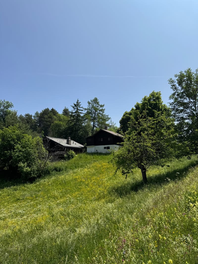 A rustic wooden house surrounded by a lush green meadow with yellow wildflowers, with a path leading up to the house. The house is nestled among tall trees, creating a peaceful and serene environment.