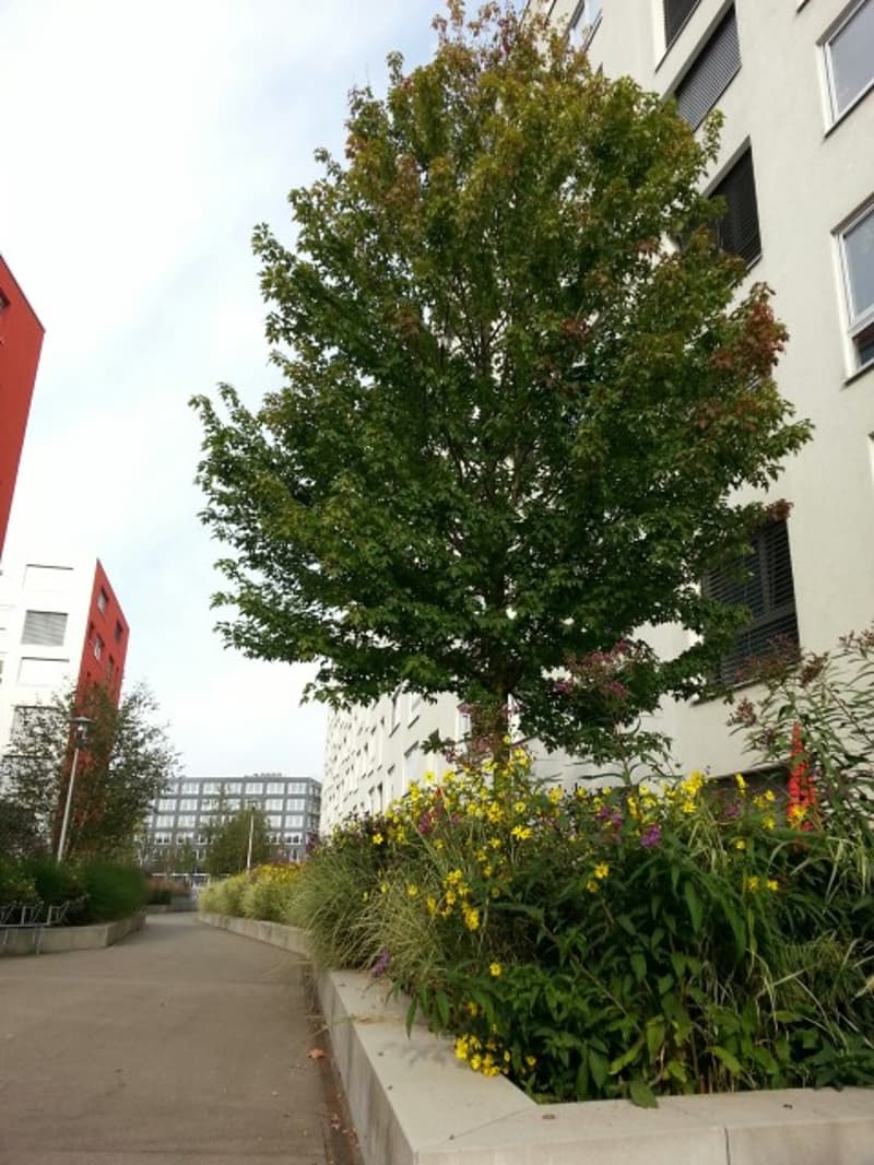 Helle 4.5-Zimmer-Wohnung mit Wintergarten in Opfikon (1)