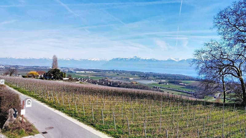Villa d'Exception neuve : 360 m² de Lumière et de Prestige face au Léman (2)