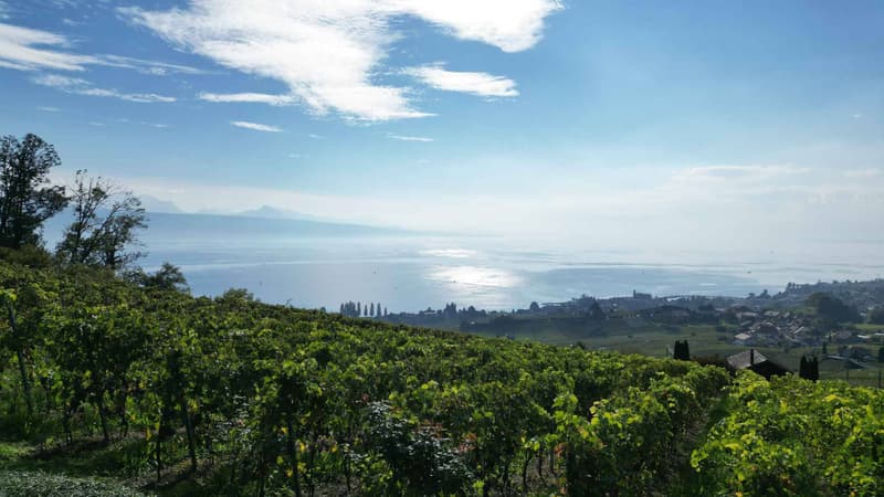 Demeure vigneronne d'exception de plus de 450 m2 avec vue imprenable (6)