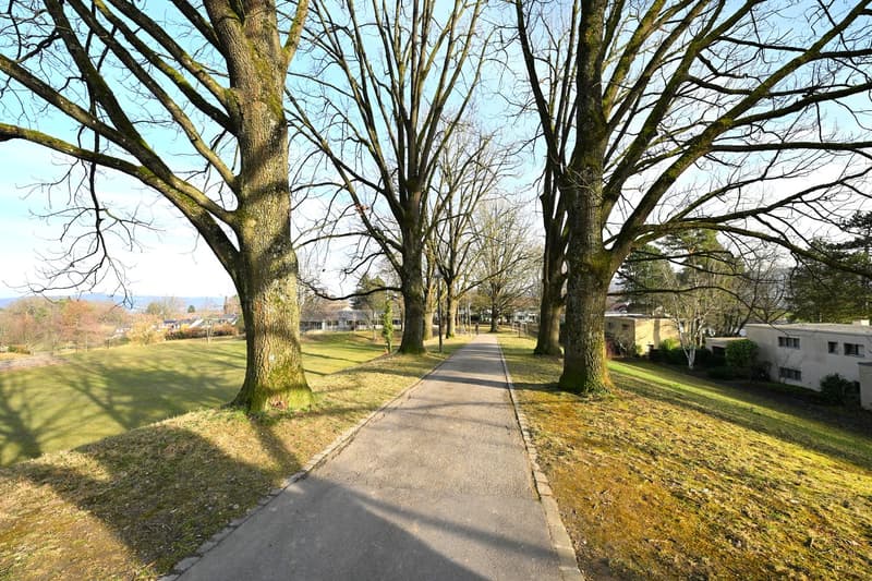 A pathway in a park with trees on both sides, leading to a building in the distance.