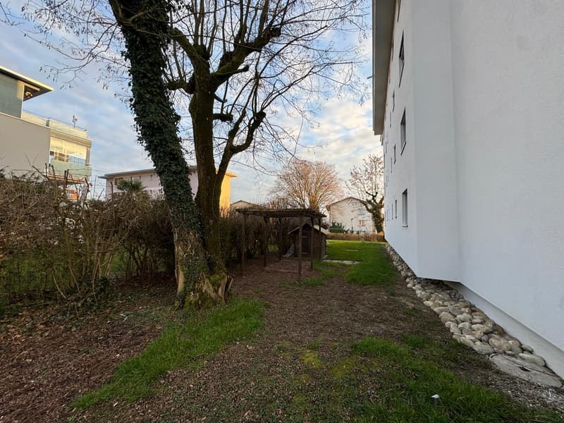 large tree, small shed, gravel and grass