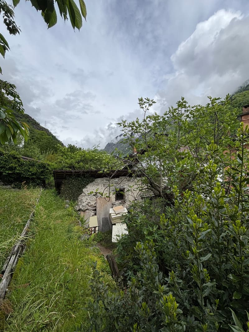 The image shows a lush, overgrown outdoor area with a wooden structure partially visible through the foliage. The scene is surrounded by mountains and cloudy skies, creating a serene and natural atmosphere.