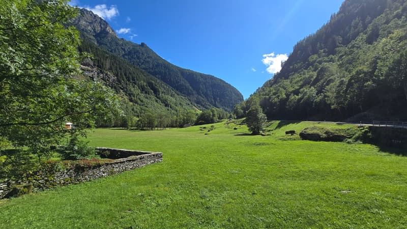 an open green field, trees, mountains in the background