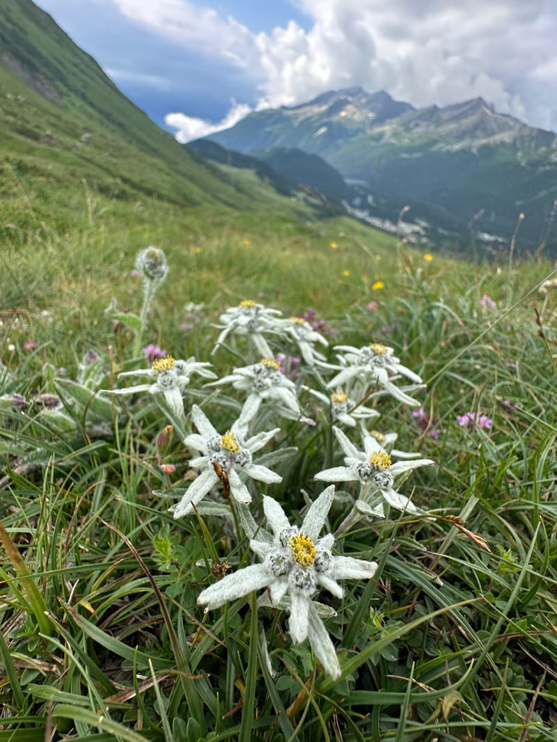 Résidence Albarella: charme et nature 2.5! (11)
