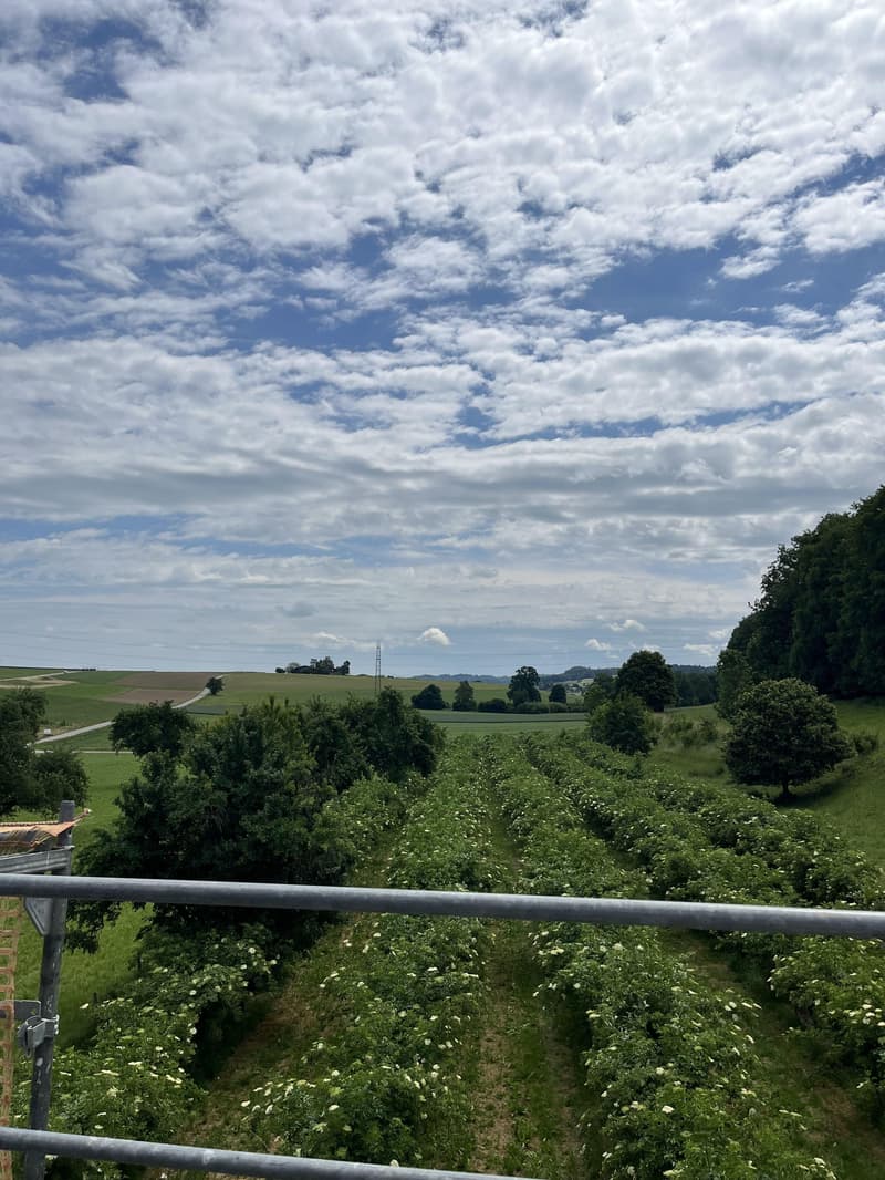 Appartement en mansarde de 4,5 pièces à Mettlen (5)