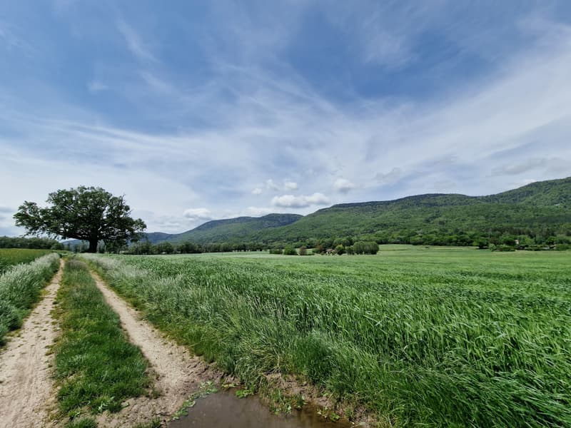 The prestigious and authentic family property, 5 minutes from Nyon (6)