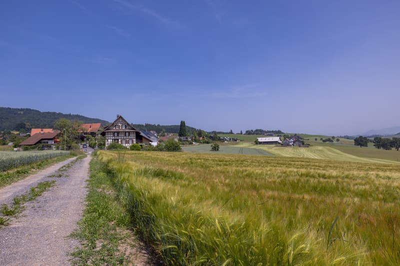 FIELDS OF GOLD (11)