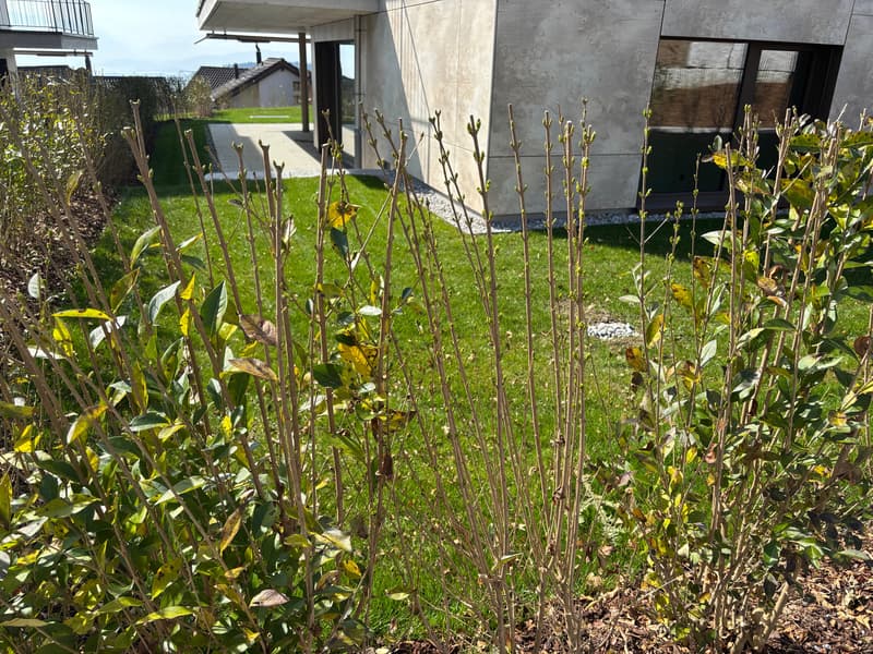 Appartamento giardino nuovo di 3,5 locali con giardino e vista sul lago di Zug (8)