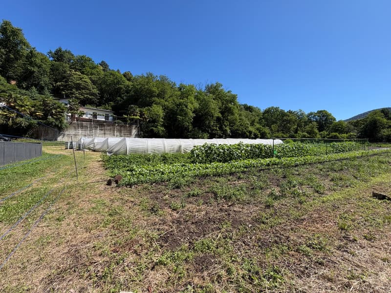 Terrain constructible avec vue panoramique à Monteggio (2)