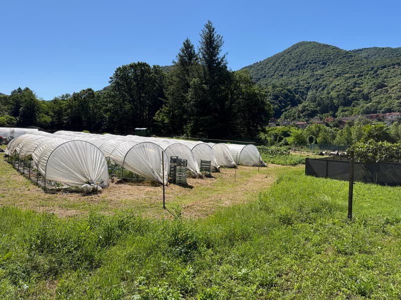 Terrain constructible avec vue panoramique à Monteggio (5)