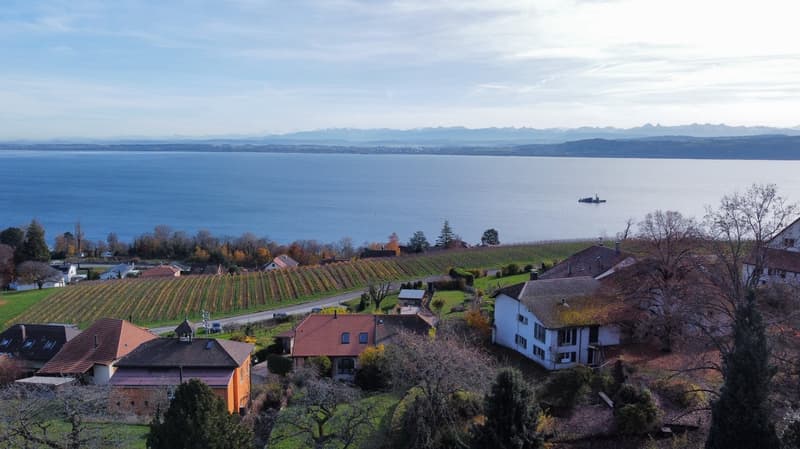 Houses in a rural area with a vineyard and a lake in the background