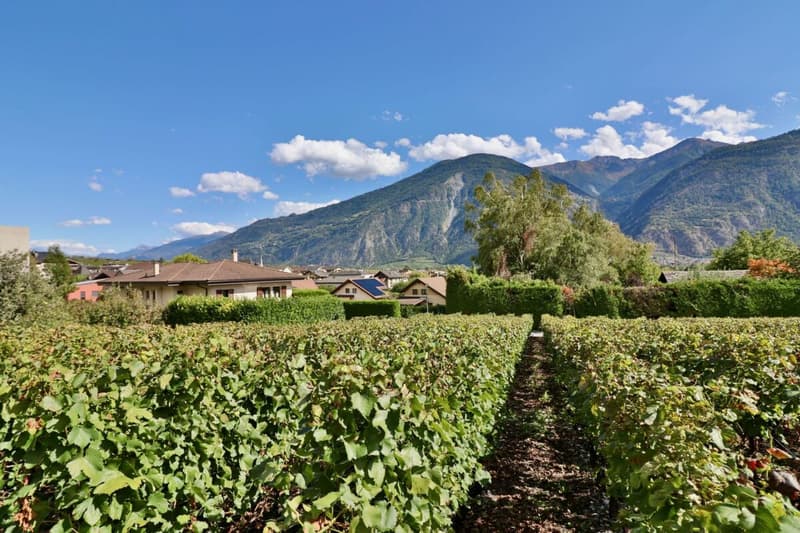 I Vigneti dell'Arca - 4,5 locali in un edificio con 4 appartamenti (11)