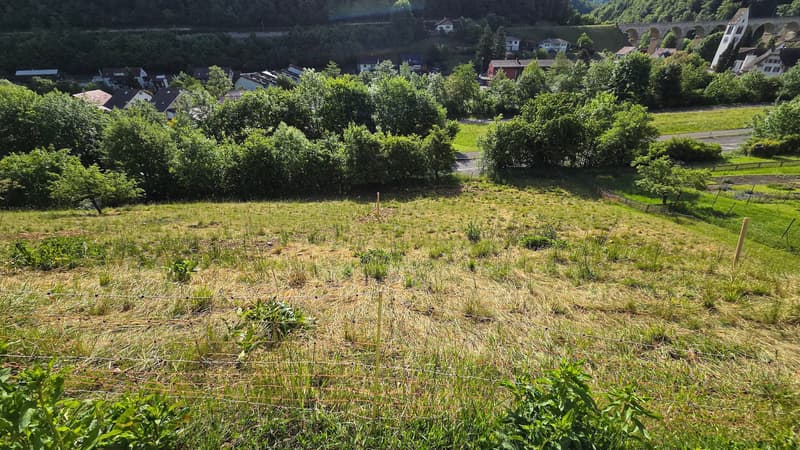 Bauland mit unverbaubarer Weitsicht in Rümlingen (2'024 m²) (9)