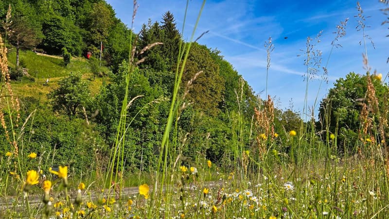 Bauland mit unverbaubarer Weitsicht in Rümlingen (2'024 m²) (6)