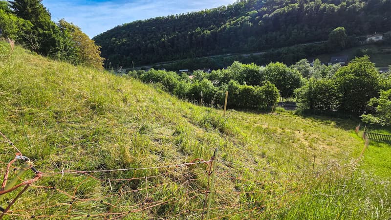 Bauland mit unverbaubarer Weitsicht in Rümlingen (2'024 m²) (7)