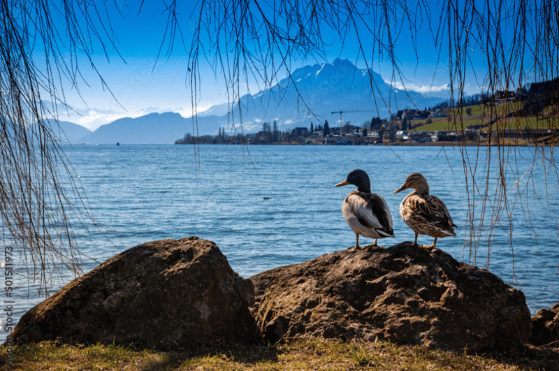 Newly built apartment with balcony in the village center of Küssnacht am Rigi (4)