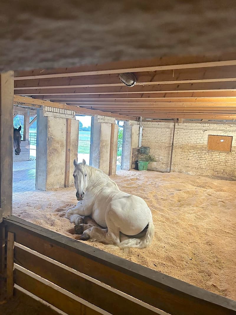 Ein Bauernhaus wie im Paradies! (15)