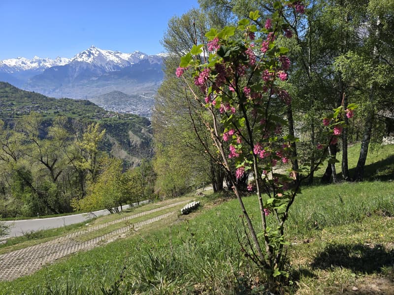 Authentic chalet of 5.5 rooms with mazot, barn and wine cellar on large estate in Val d'Hérens (10)
