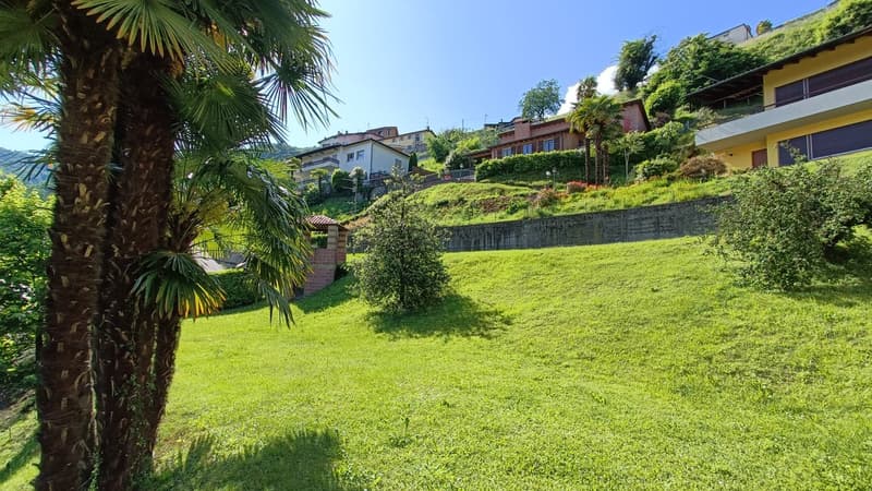 green grass, palm trees, houses on hill, concrete wall, bushes, plants, trees