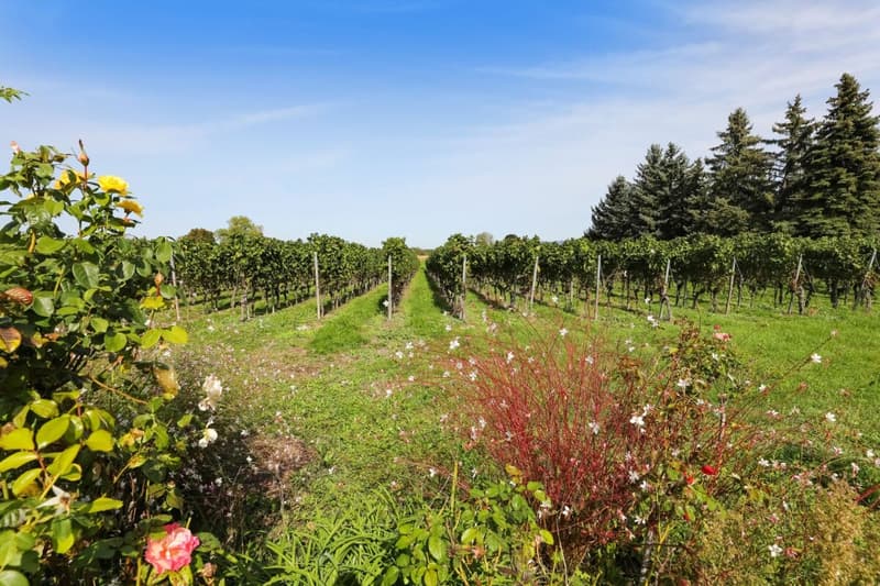 Ravissante villa en campagne avec Jardin en Bordure des Vignobles de Jussy (12)