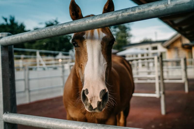 LIFESTYLE FOR YOU AND YOUR HORSES AT THE FOOT OF THE JURA (7)