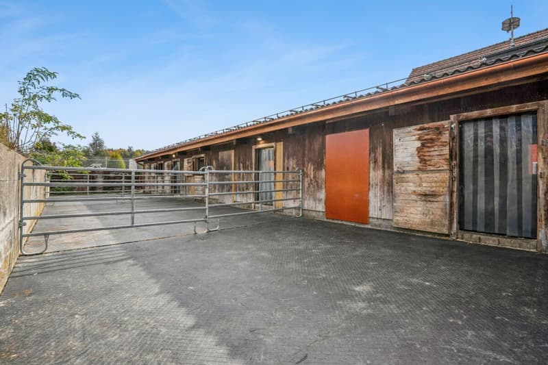 *NEUER PREIS* - FRISCH RENOVIERTES WOHNHAUS MIT REITPLATZ, ROUNDPEN UND GROSSEN WEIDEFLÄCHEN (11)