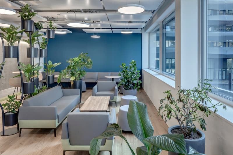 modern office lounge area with blue walls, wooden floors, multiple gray couches, wooden tables, and large potted plants