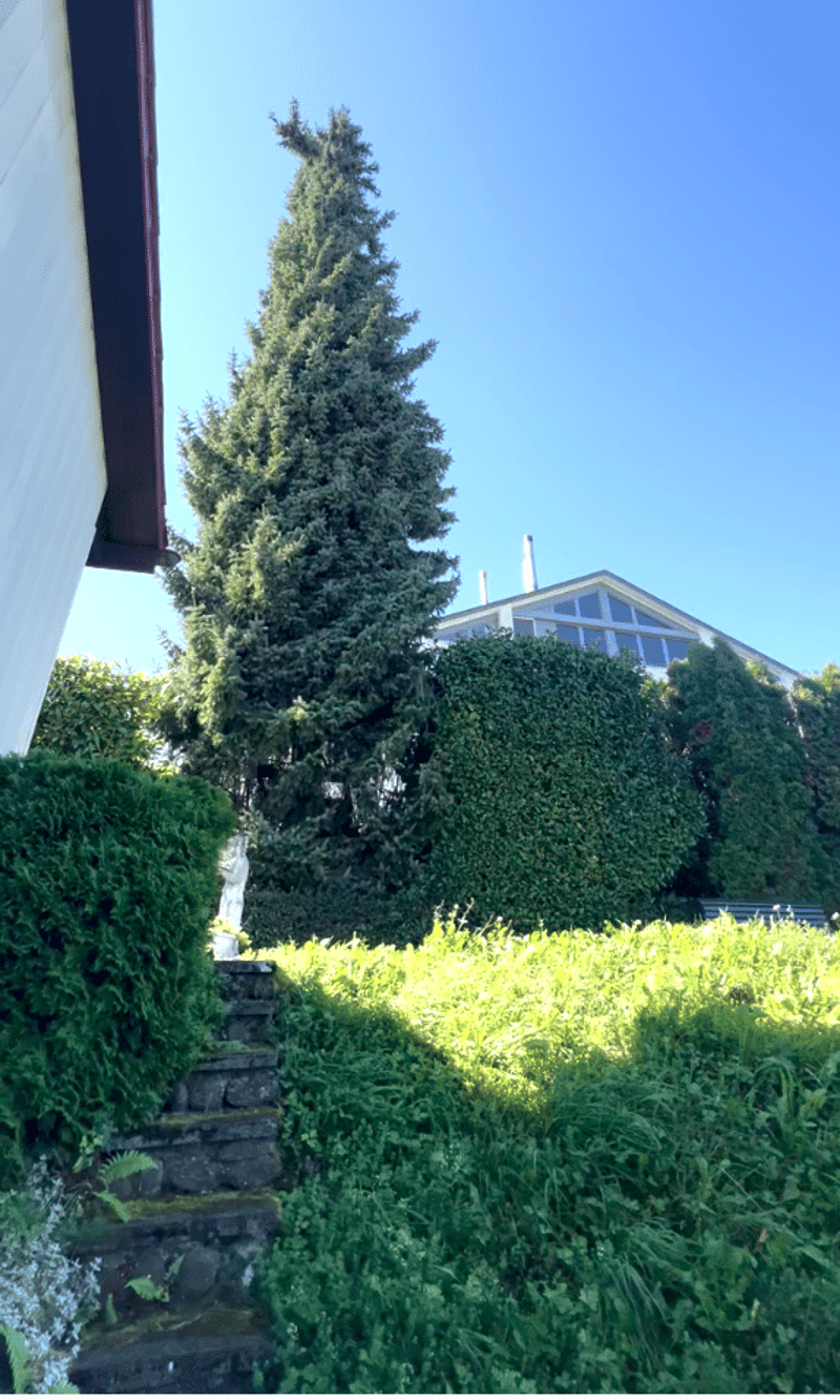 Hinter dem Haus grosse Hecken als Blickschutz