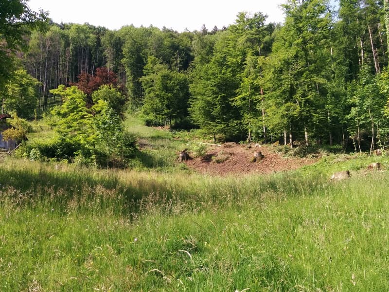 NOBILES NATURJUWEL: 5,15 ha ANWESEN 100% AUTARK bewilligtes Bauprojekt, Wiese / Wald / Bach / Teich (20)