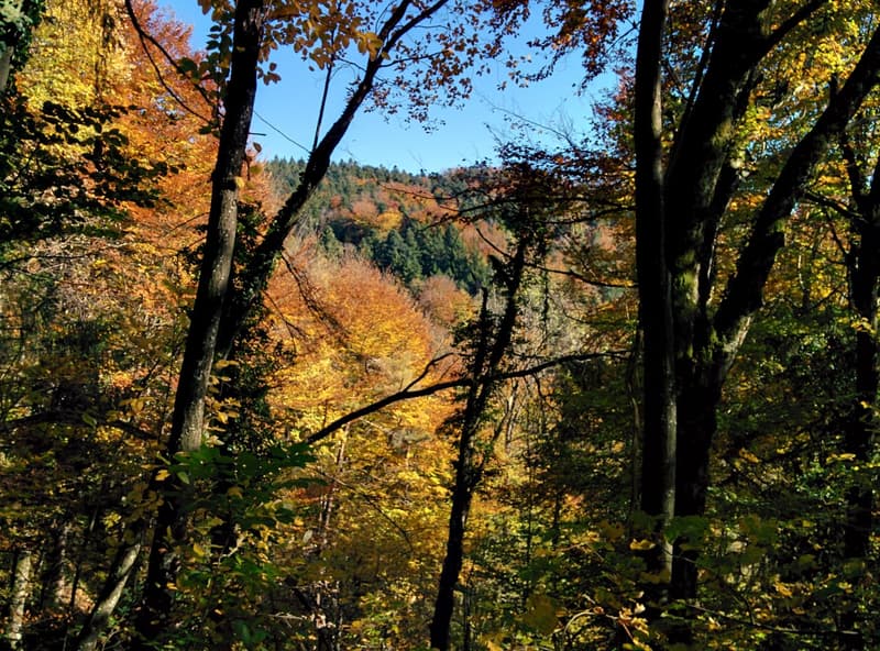 NOBILES NATURJUWEL: 5,15 ha ANWESEN 100% AUTARK bewilligtes Bauprojekt, Wiese / Wald / Bach / Teich (21)