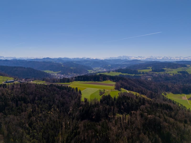 NATURJUWEL: 3'903 m² Wiese, mit 1 bewilligtem Haus & Kleintierstall, 100% autark, Natur Waldlichtung (28)