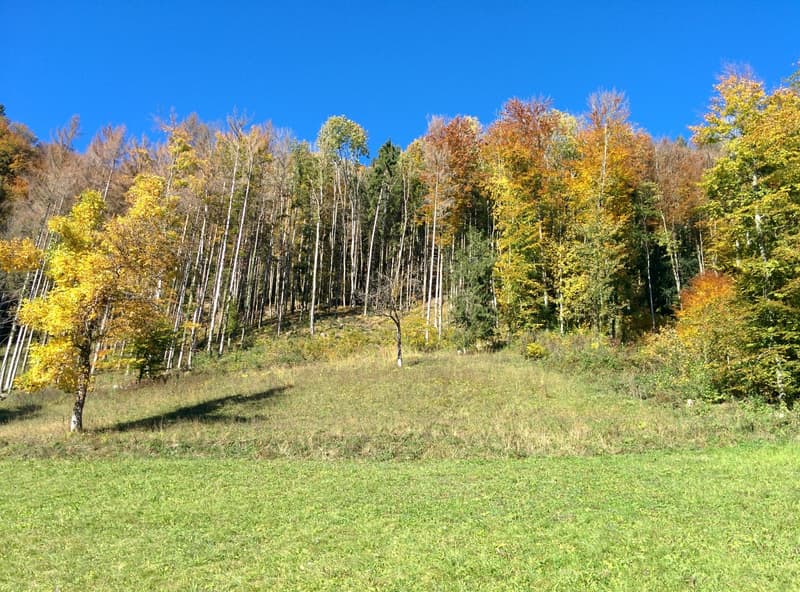 NATURJUWEL: 3'903 m² Wiese, mit 1 bewilligtem Haus & Kleintierstall, 100% autark, Natur Waldlichtung (14)