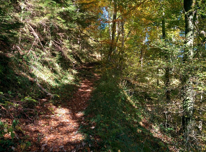 NATURJUWEL: 3'903 m² Wiese, mit 1 bewilligtem Haus & Kleintierstall, 100% autark, Natur Waldlichtung (17)