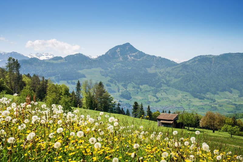 Exklusive 5.5-Zimmer-Terrassenwohnung mit Bergblick in Sattel (17)