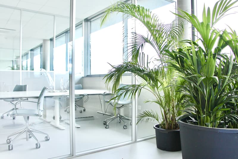 large office room with glass walls, white table, chairs, green plant in black pots