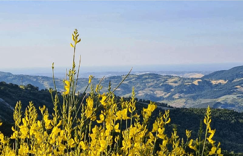 Wide view of lush green mountains with bright yellow flowers in the foreground