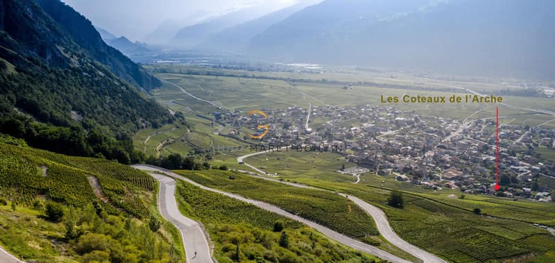 ATTIQUE DE 3,5 PCES NEW PROMOTION - LE VIGNOBLE DE L'ARCHE (6)