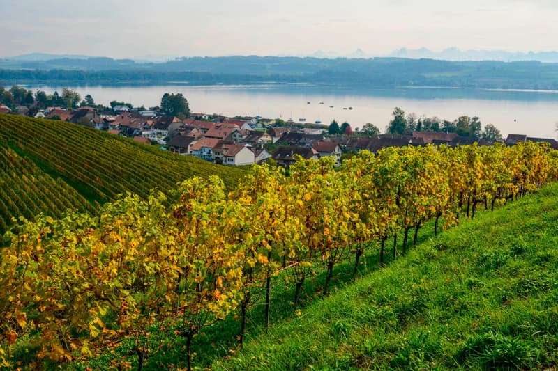 Villa neuve de 7,5 pièces avec vue panoramique sur le lac de Morat (19)