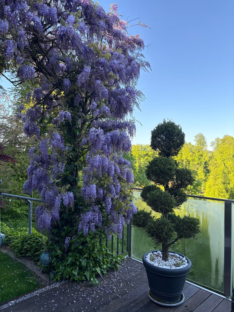 Exklusives Wohnen am Waldrand – Ruhe, Panorama & absolute Privatsphäre (12)