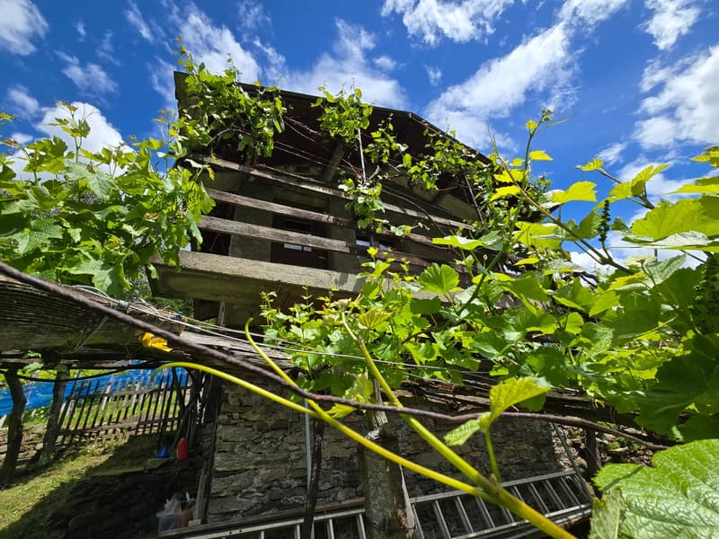 2 Rustici mit grossem Weinberg auch Zweitwohnsitz (4)