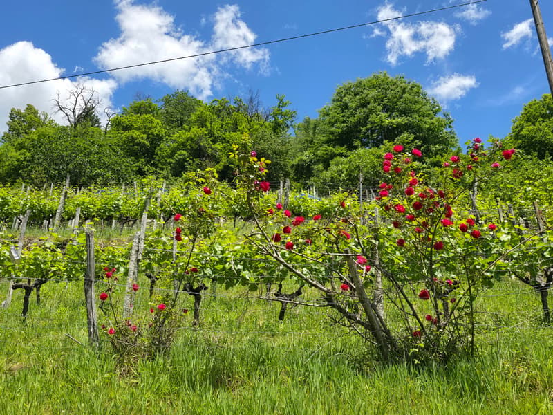 2 Rustici mit grossem Weinberg auch Zweitwohnsitz (16)