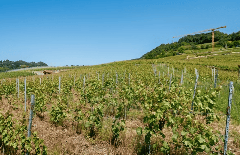Vineyard in Bourg-en-Lavaux with Stunning Lake Views (1)