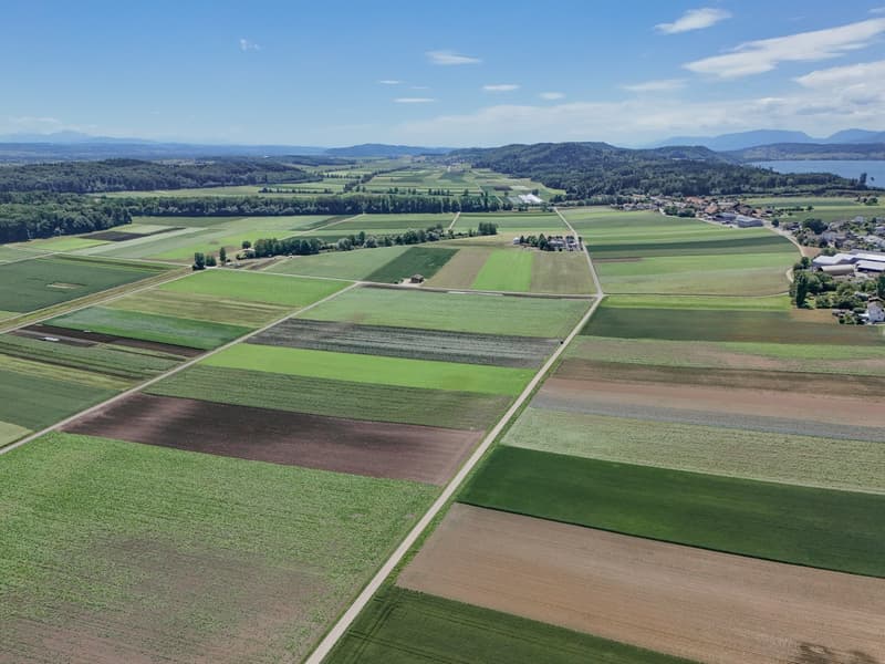 Terrain à bâtir attractif à Täuffelen – 1'567 m² avec vue et possibilité de créer quelque chose de nouveau (16)