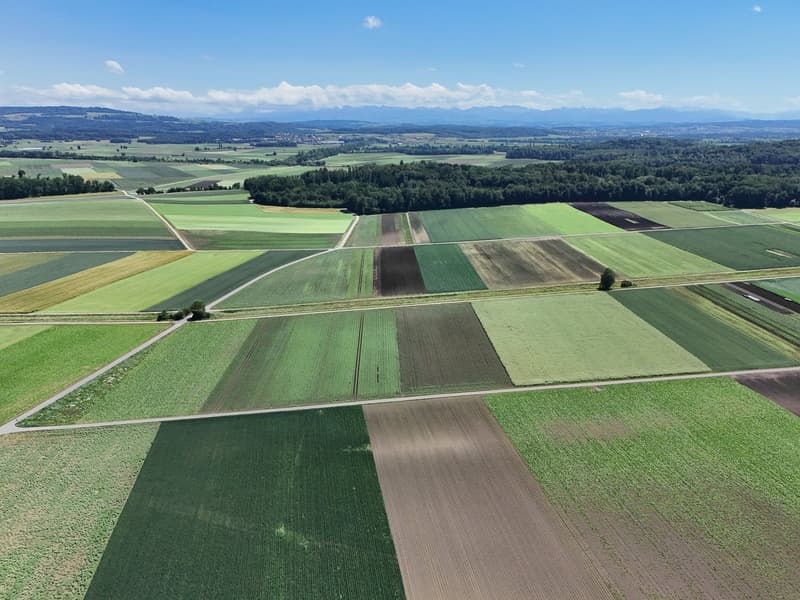 Terrain à bâtir attractif à Täuffelen – 1'567 m² avec vue et possibilité de créer quelque chose de nouveau (15)