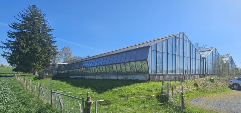 Fläche in Gewächshaus in Gossau ZH (1)