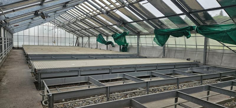 Fläche in Gewächshaus in Gossau ZH (2)