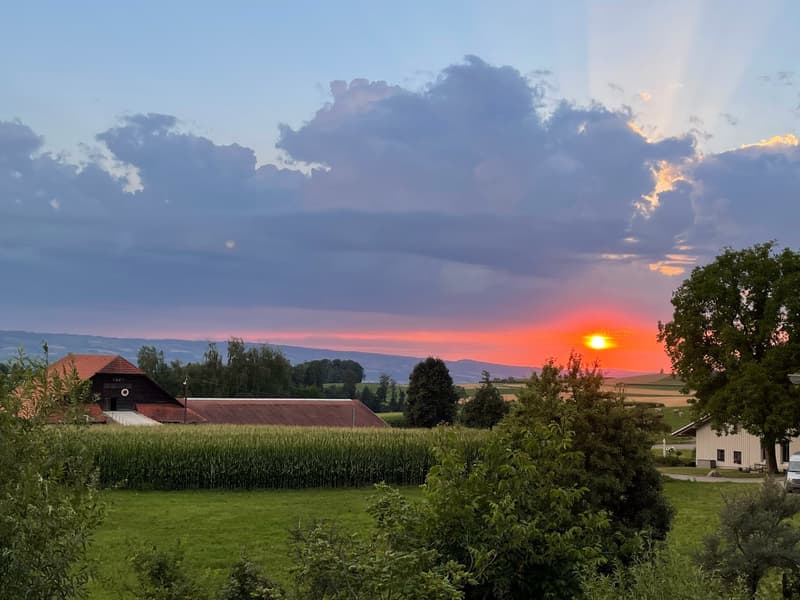 3 Spacious New-Build Row Houses for Rent in Rifferswil (13)