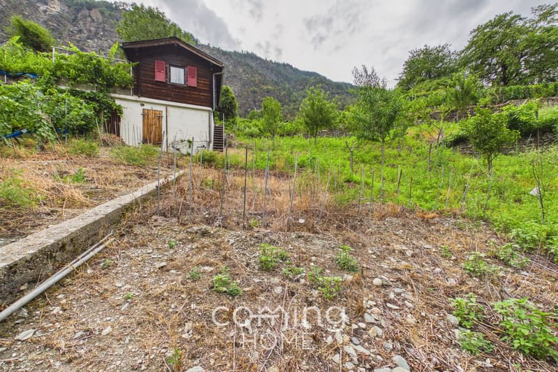 Rebparzelle mit Rebhaus in Stalden - Weinbau im Vispertal (12)