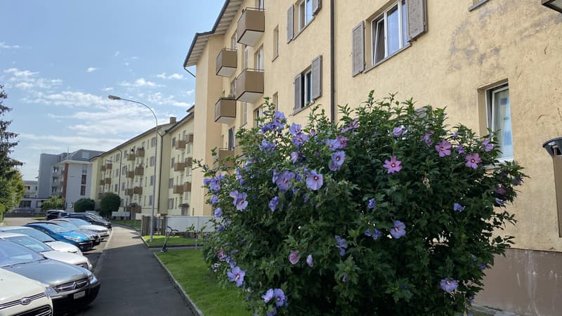 1.0 Zimmerwohnung in Schlieren (befristet) (1)